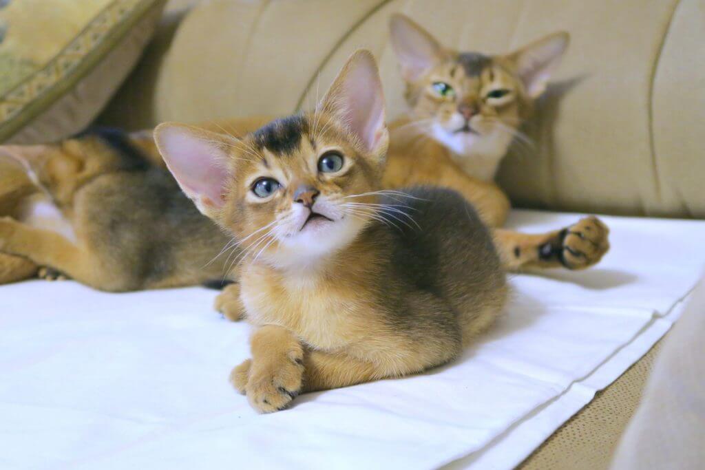 Das Bild zeigt Kitten der Abessinierkatze