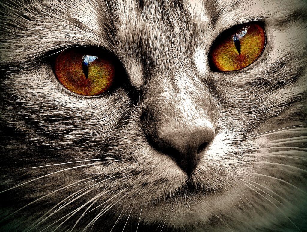 Die Augen der Katze