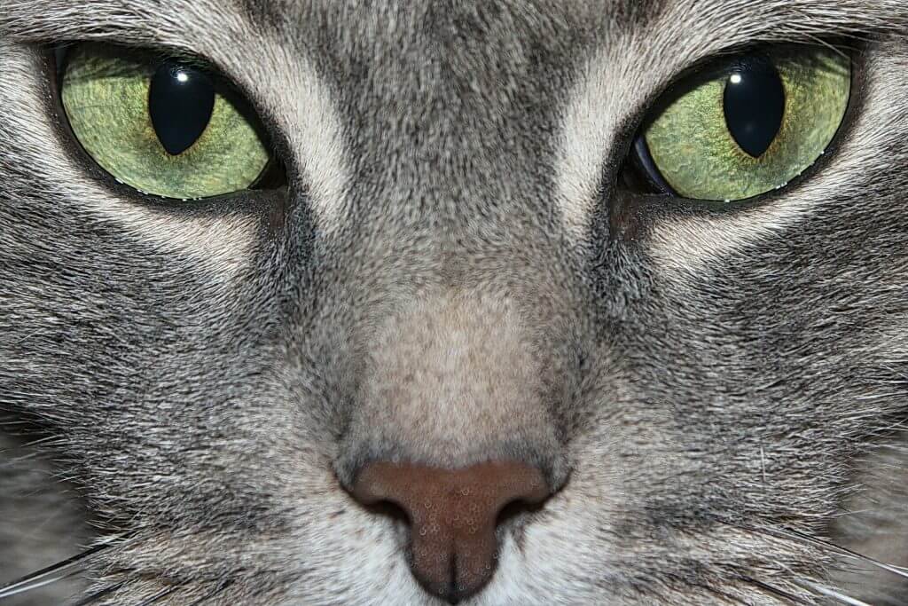 Katze mit sehr schönen grünen Augen