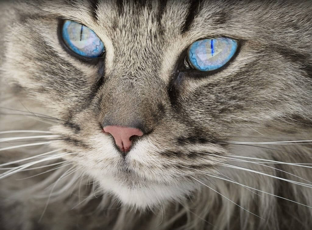 Katze mit schönen, blauen Augen