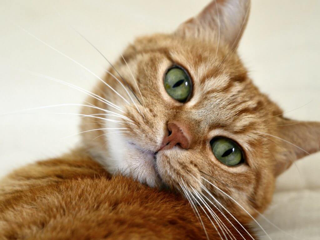 Eine rote Katze mit grünen Augen