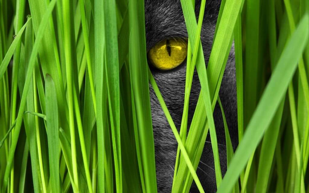 Katzen, die perfekten Jäger durch die Beschaffenheit ihrer Augen