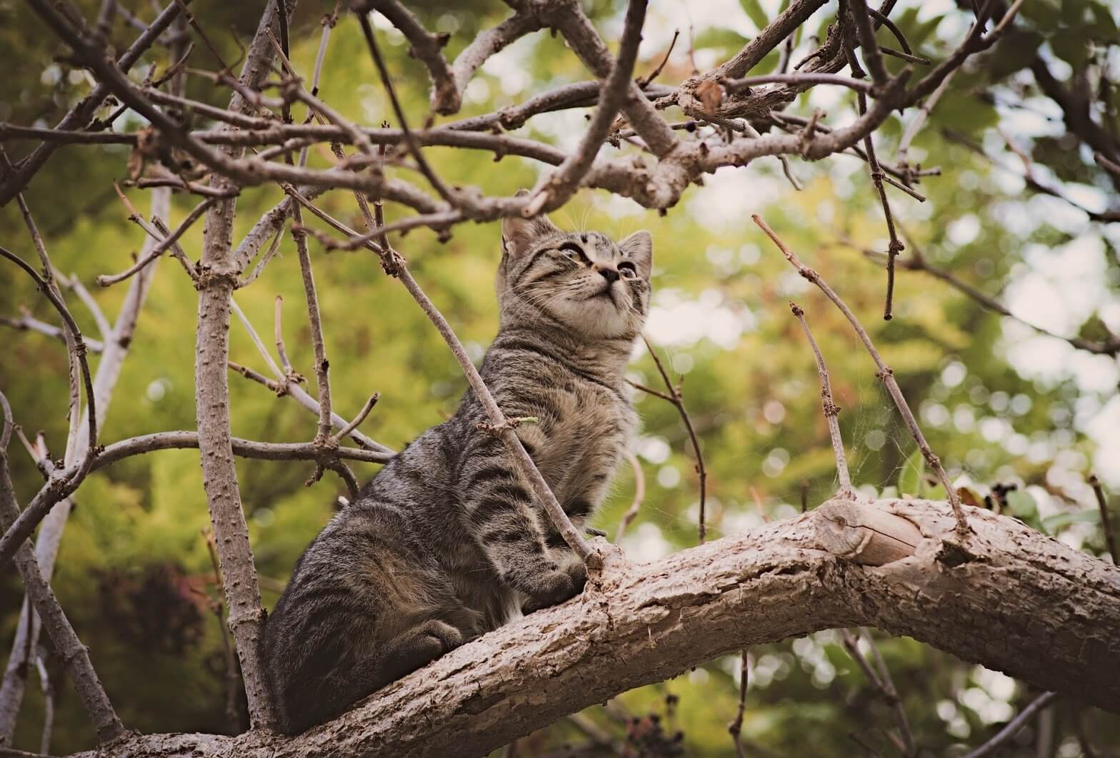 Katze steht auf einem Baum. Die physiologischen Daten der Katze