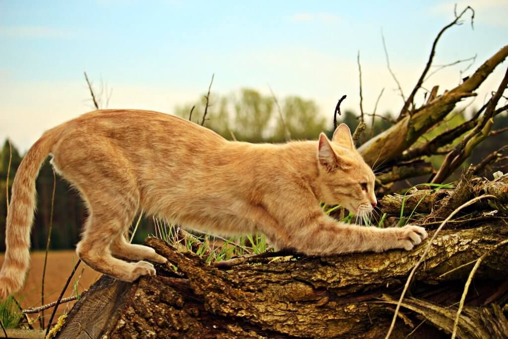 Eine Katze kratzt an einem Baum. Warum Katzen kratzen erfährst du in diesem Artikel.