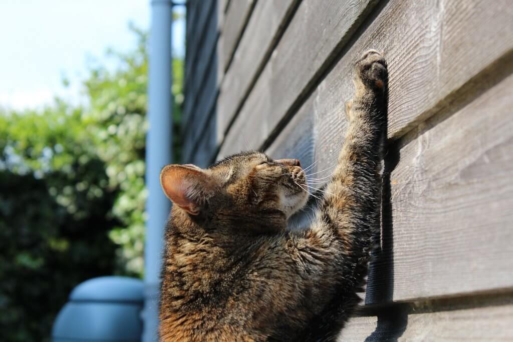 Eine Katze kratzt vertikal an einem Gartenschuppen aus Holz.