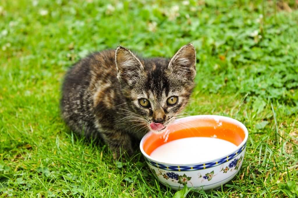 Katze trinkt Milch, Katzenzeit Kiel