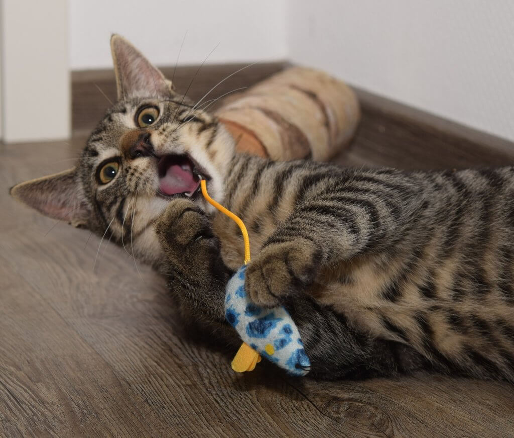 Eine Katze mit einem Spielzeug
