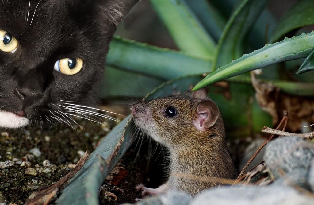 Warum bringen Katzen Mäuse nach Hause?