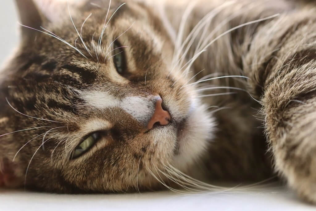 Warum Schnurren Katzen, ein Beitrag von Katzenzeit, ihr Katzensitter in Kiel