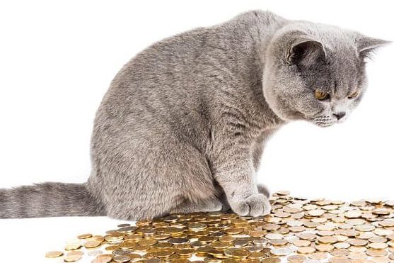 Steuern sparen durch einen professionellen Katzensitter in Kiel