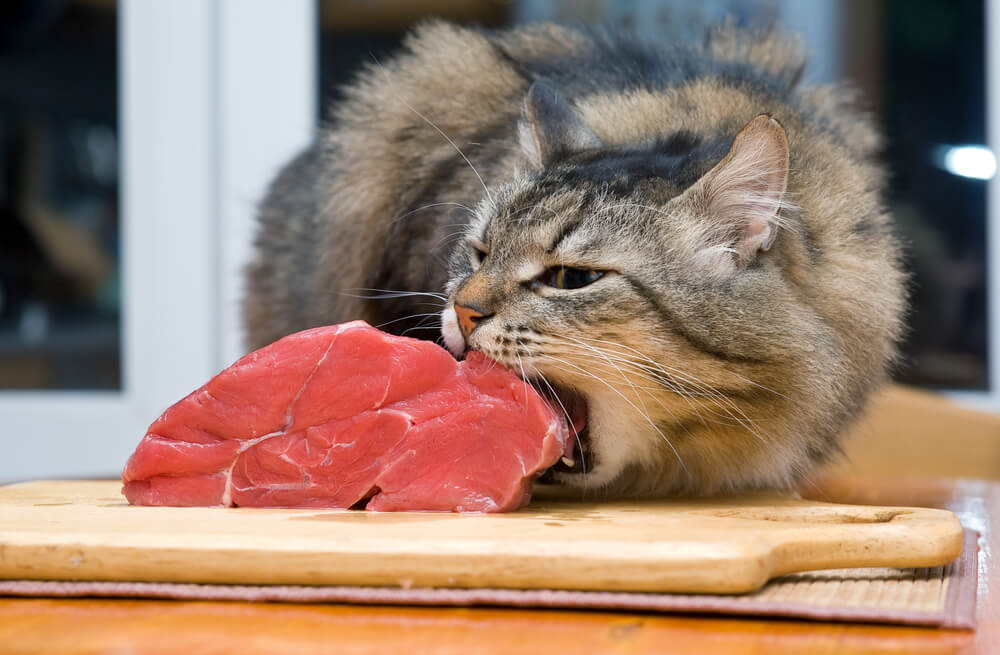 Katzen sind Fleischfresser, Katzenzeit Kiel