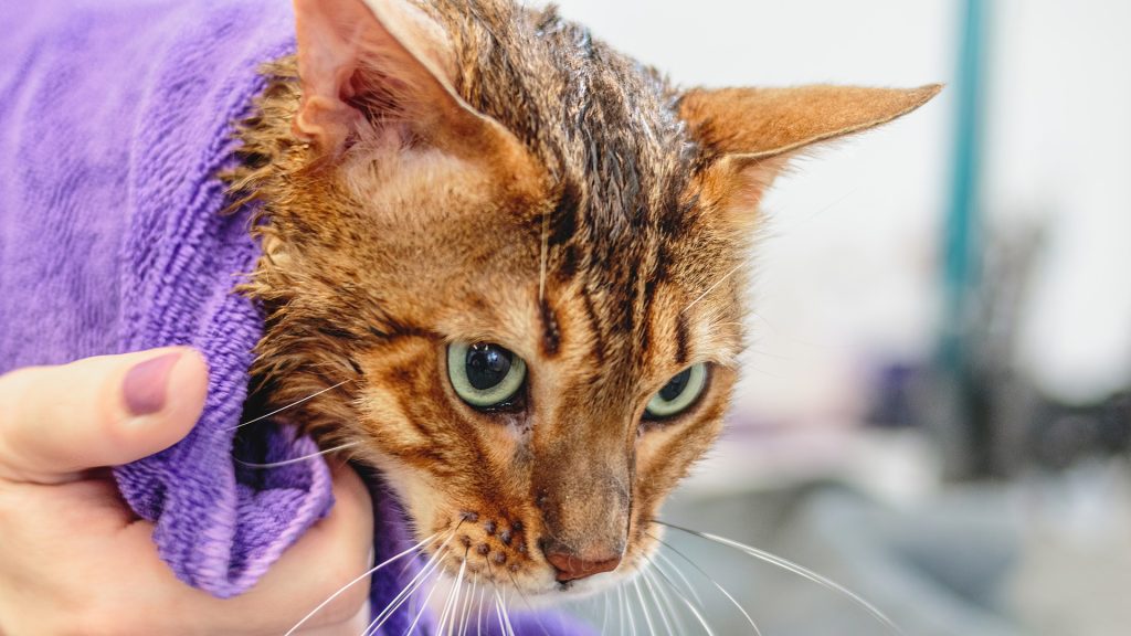 Das Bild zeigt eine Katze nach dem Baden. Das Bild gehört zum Blogartikel: Wie bade ich meine Katze? von Katzenzeit Kiel
