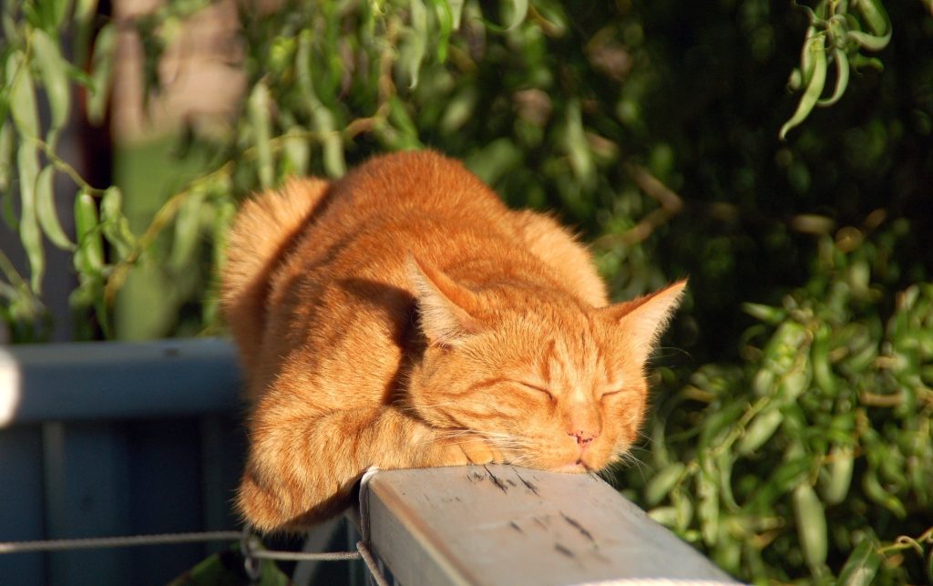 Entspannte, rote Katze liegt in der Sonne. Katze kastrieren.