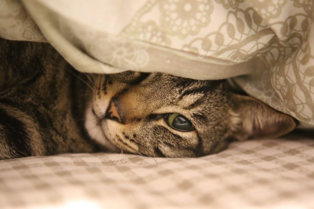 Warum pinkelt meine Katze ins Bett? Titelfoto zeigt Katze, die im Bett liegt.
